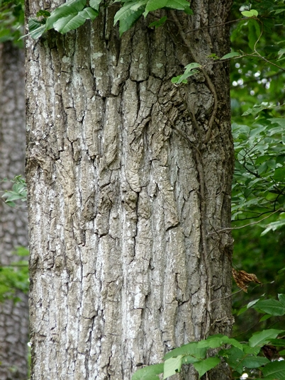 {Populus deltoides}